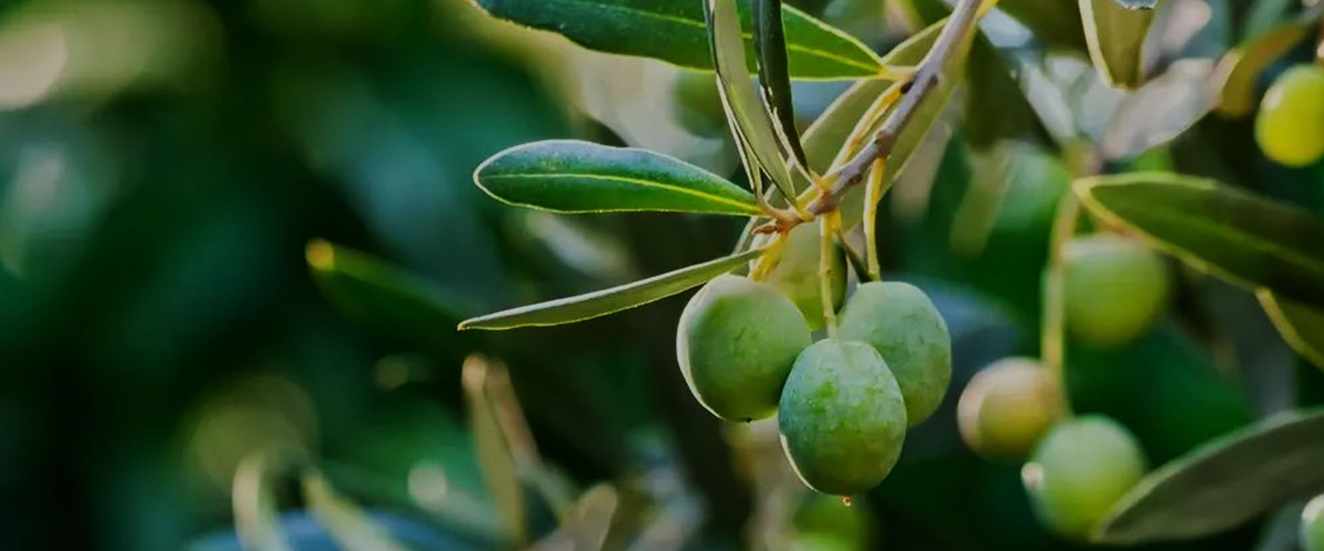 Methods of Preserving and Picking Star Anise